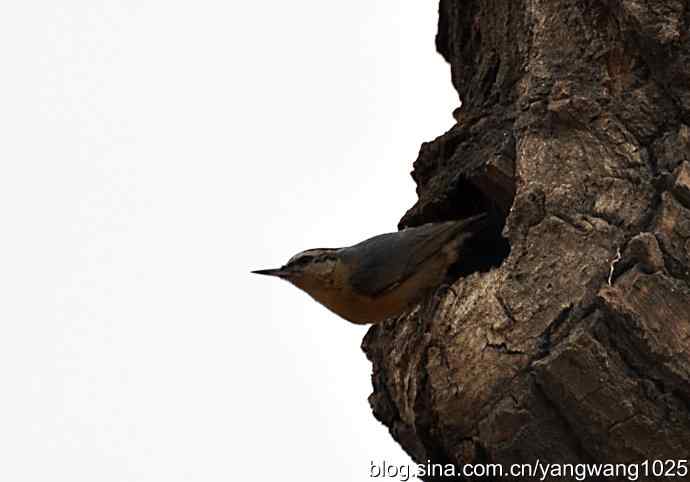 黑头鳾（shi）的小家