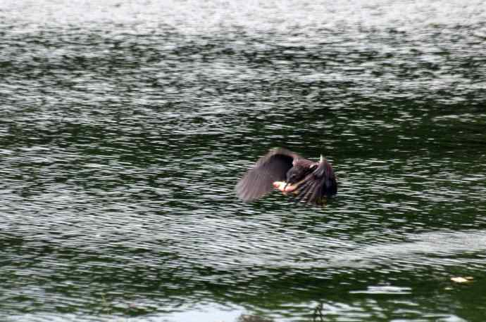 北海也有夜鹭飞（记实版）