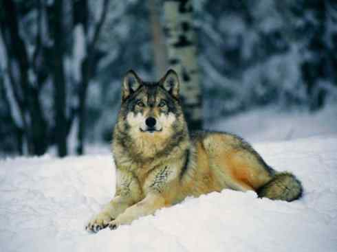 狈：传说的兽原型探秘（狼）