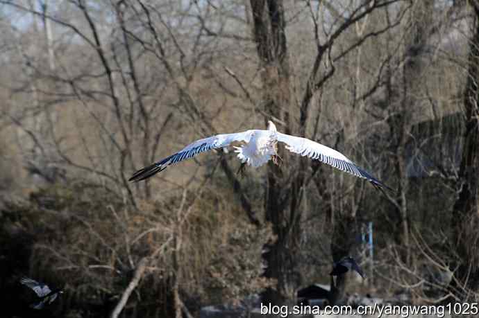 鹈鹕(大白)飞去 鹈鹕(大白)飞去