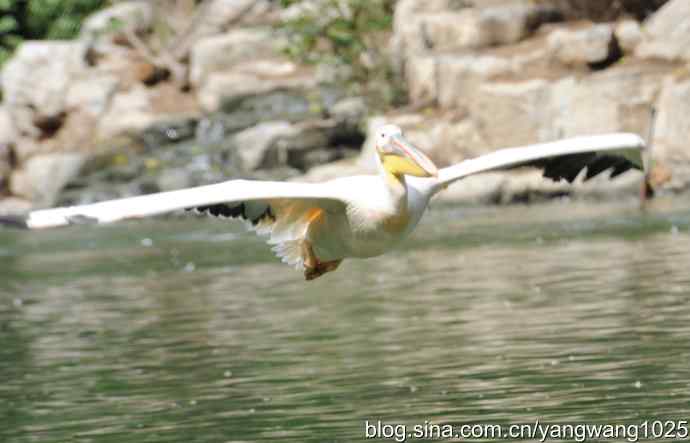 鹈鹕(抓拍) 鹈鹕(抓拍)