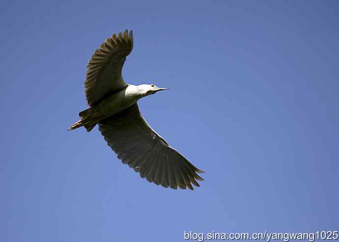 北京动物园的鸟类——飞（夜鹭）20