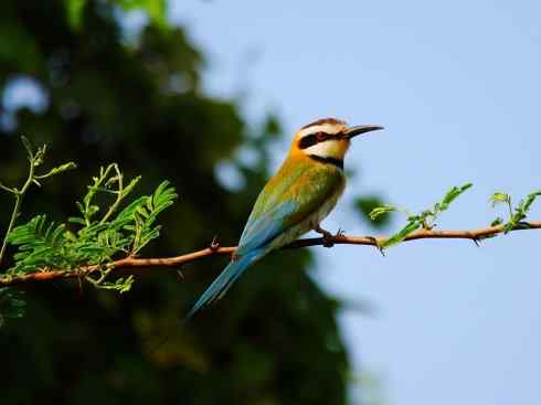 绝色攀禽：佛法僧目之蜂虎4