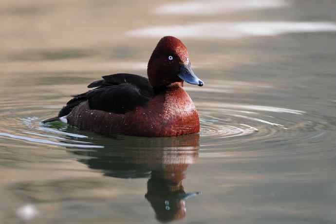 稻香湖的潜鸭☆