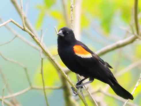 雀鸟也彪悍:小鸟也疯狂(红翅黑鹂) 雀鸟也彪悍:小鸟也疯狂(红翅黑鹂——拟鹂科的战斗种族)