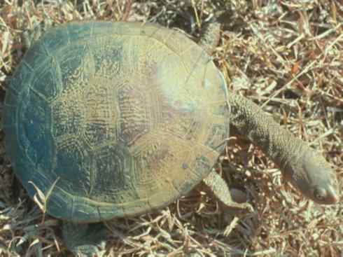 玄武：传说的兽原型探秘（澳洲长颈龟）