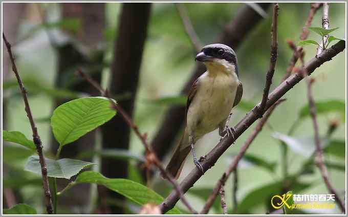 虎纹伯劳•暗灰鹃鵙【照片】 虎纹伯劳•暗灰鹃鵙【照片】