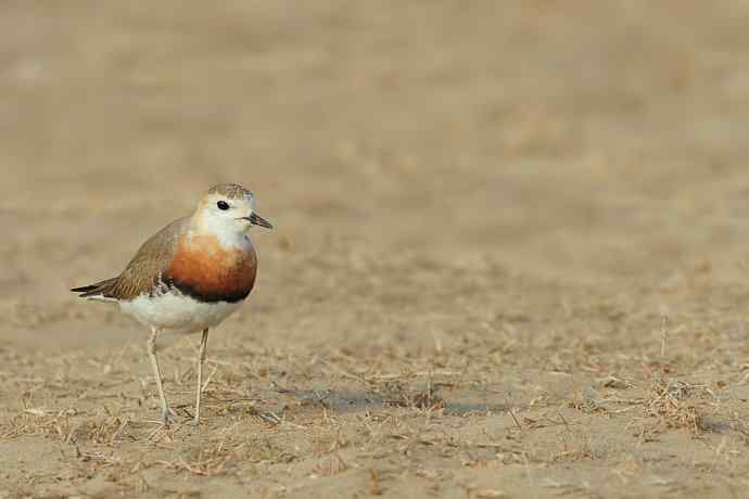 東方鸻(摄于野鸭湖) 東方鸻(摄于野鸭湖)