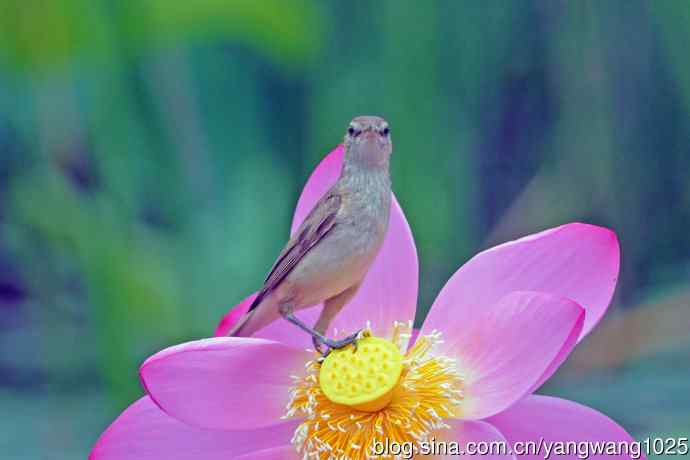 东方大苇莺与荷花(5) 东方大苇莺与荷花(5)