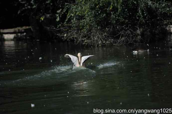 再拍大鹈鹕 wbr9