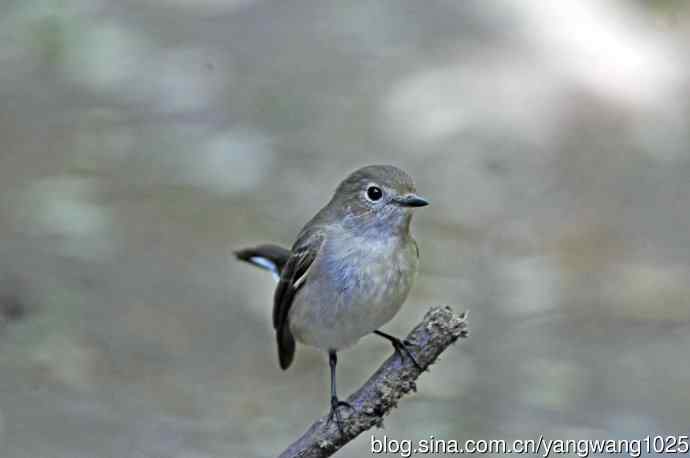 红喉姬鹟（11）