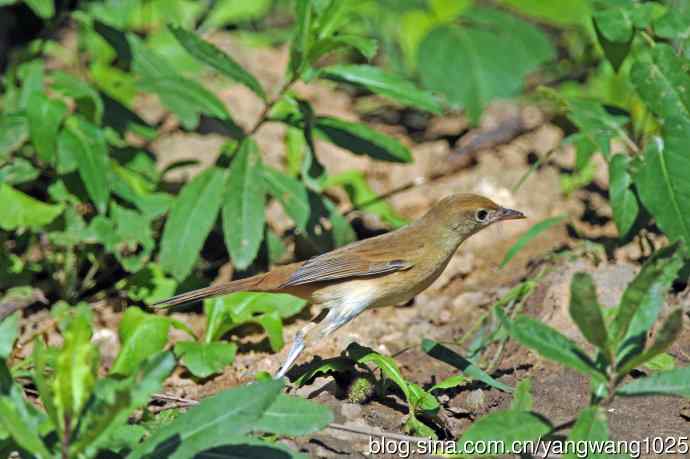 厚嘴苇莺(1) 厚嘴苇莺(1)