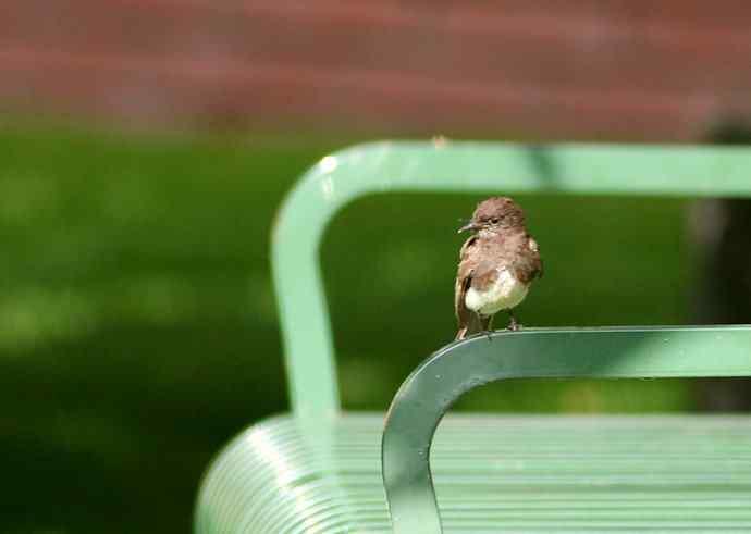 在加州拍鸟（1）黑菲比霸鹟