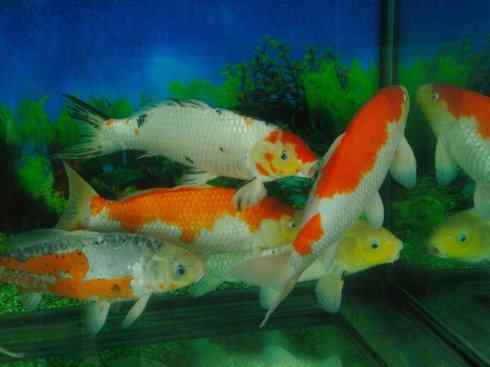 龙：传说的兽原型探秘（鲤鱼）