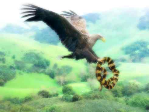 天生猎手：非猛禽类猎手之四（荒漠猎手走鹃）