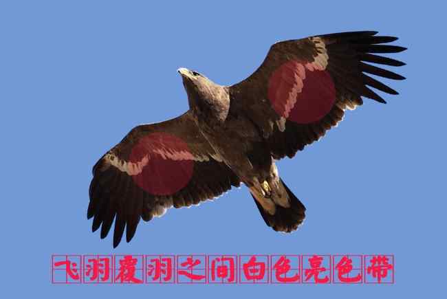 猛禽大全——中国东部地区27种迁徙类猛禽辨识