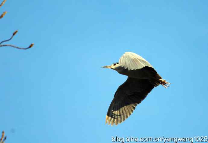 落向枝头的夜鹭(1) 落向枝头的夜鹭(1)