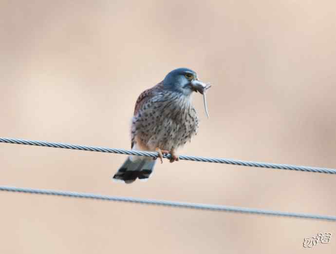 红隼吞鼠全记录（之二）