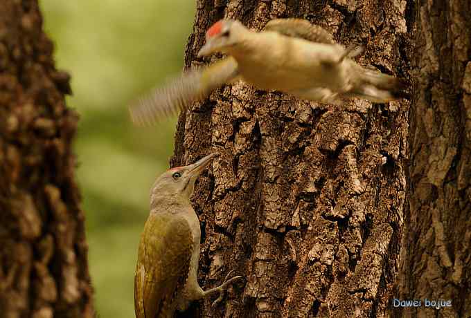 植物园：紫背.白眉和绿啄　