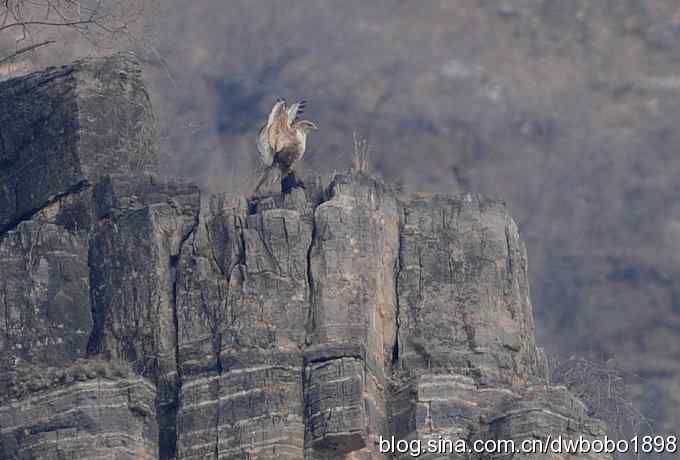 山光悦鸟性 wbr偶心竞翔飞 山光悦鸟性 wbr偶心竞翔飞