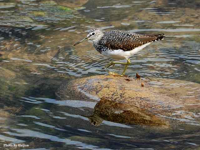 十渡的鸟儿看过来
