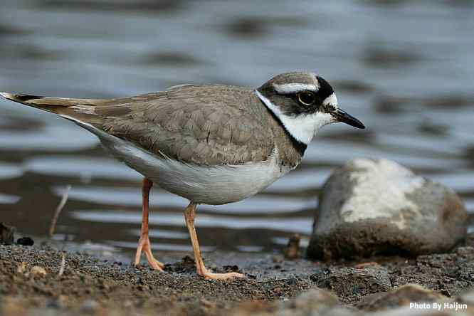 白河湾邂逅长嘴剑鸻