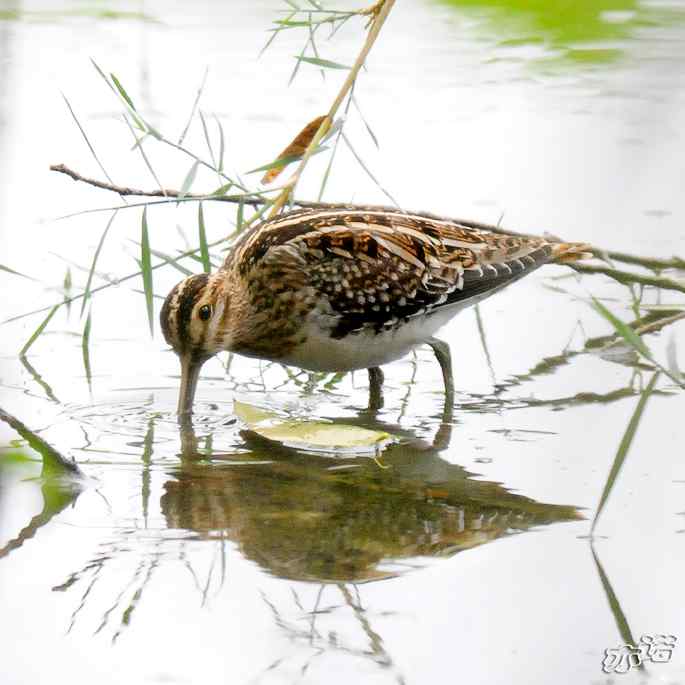 圆明园&nbsp;wbr路&nbsp;wbr扇尾沙锥和针尾沙锥