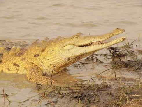 龙：传说的兽原型探秘（鳄类）