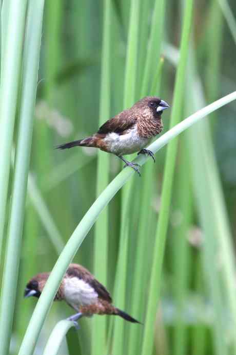 摄鸟拾趣（十） wbr白腰文鸟