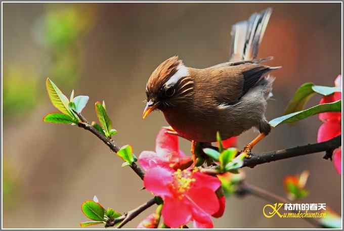 海棠花间的白领凤鹛【照片】