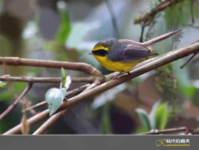 腾冲拍鸟：黄腹扇尾鹟、栗腹shi、栗臀shi