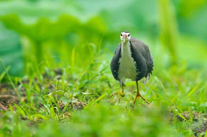 沙河的白胸苦恶鸟