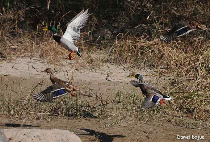 永定河湿地观鸟秋游