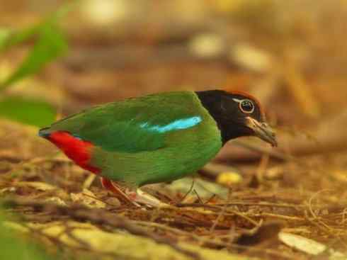 美丽无罪：雀鸟之八色鸫