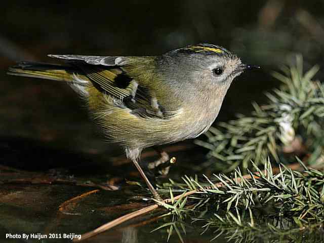 暮然回首 wbr. wbr戴菊却在天坛水洼处