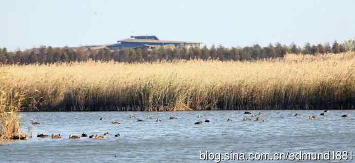 崇明东滩湿地公园观鸟记