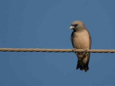 雀鸟也彪悍：空中精灵(燕鵙科)