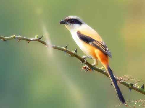 天生猎手：非猛禽类猎手之二（雀鸟也是屠夫——伯劳）