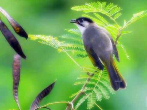 家禽驯化之源之三十（红耳鹎、领雀嘴鹎）