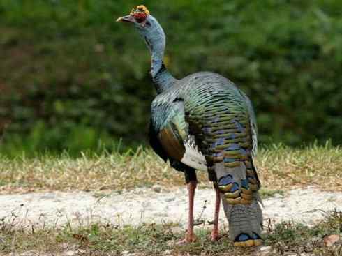 奇特的盔：眼斑吐绶鸡