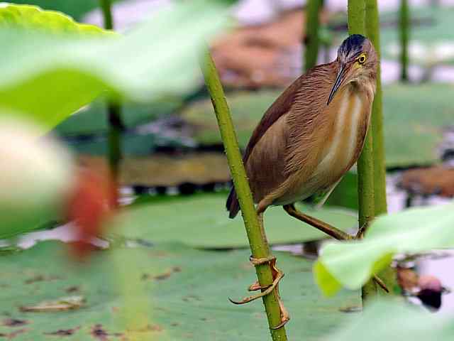 东方之莺鈥斺斀渑慕械降 东方之莺鈥斺斀渑慕械降