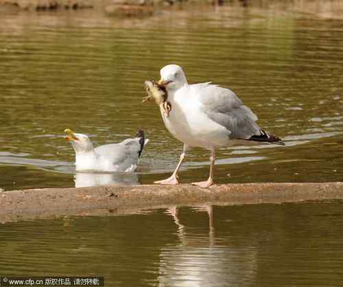 银鸥吞吃小鸭子