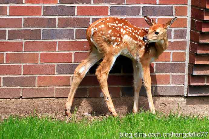 误入校园的小鹿