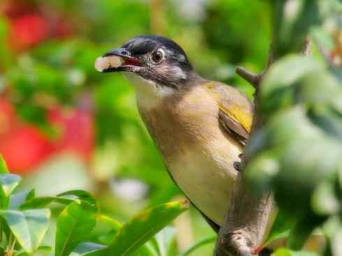 家禽驯化之源之三十（红耳鹎、领雀嘴鹎）