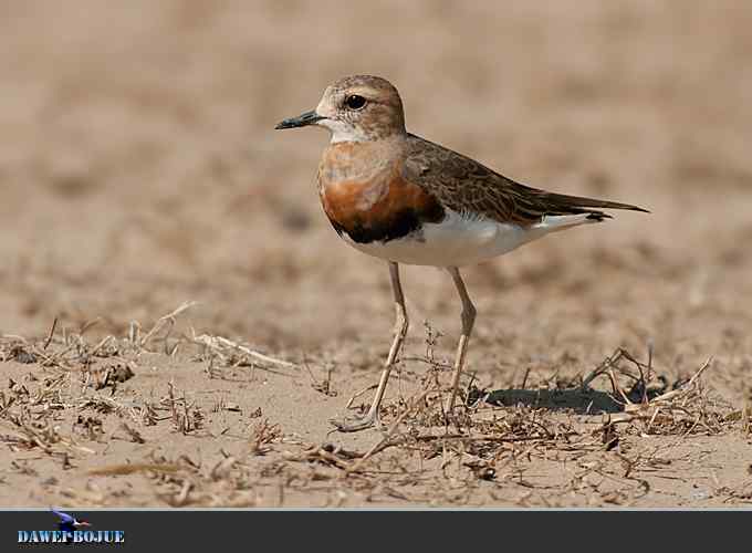 东方鸻小憩野鸭湖