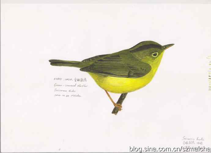 8种容易混淆的莺科鹟莺属鸟类的区别辨识图