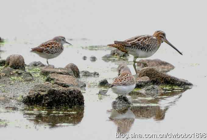 沙河水鸟乐拍 沙河水鸟乐拍