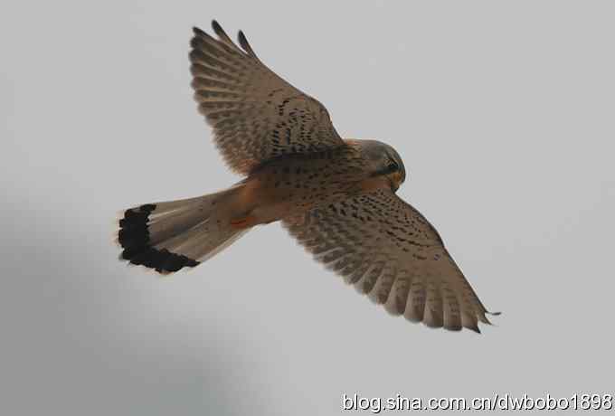 鸟友再聚白河湾 鸟友再聚白河湾