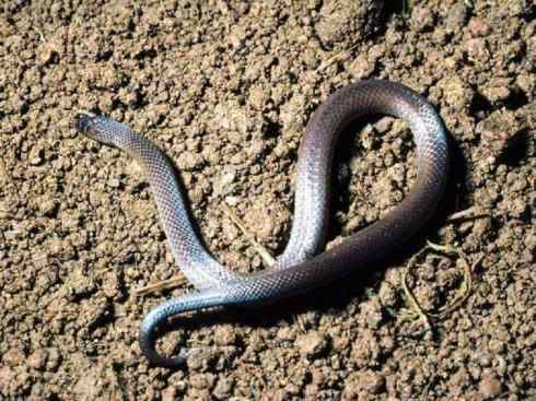 龙：传说的兽原型探秘（澳洲眼睛蛇类）