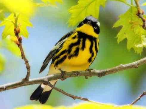 美丽无罪：雀鸟之地莺